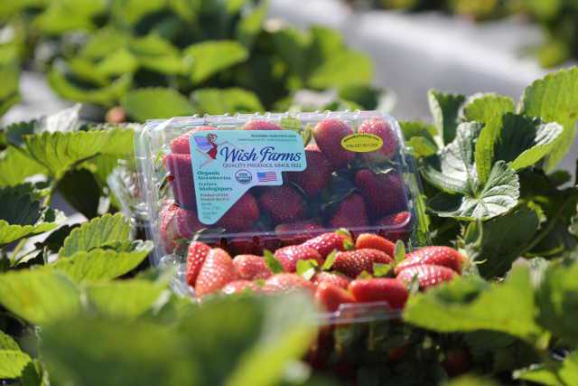 Wish Farms Now Offering Year-Round Organic Berry Program