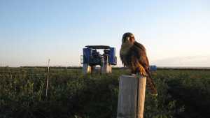 4 Bird Control Products You Should Be Considering