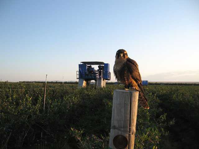 4 Bird Control Products You Should Be Considering