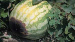 5 Tips For Better Nutrient Management In Cucurbits