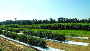 $17.6M Available For Organic Agriculture Research And Extension