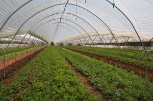 Altos Straughn Blueberry High Tunnels 