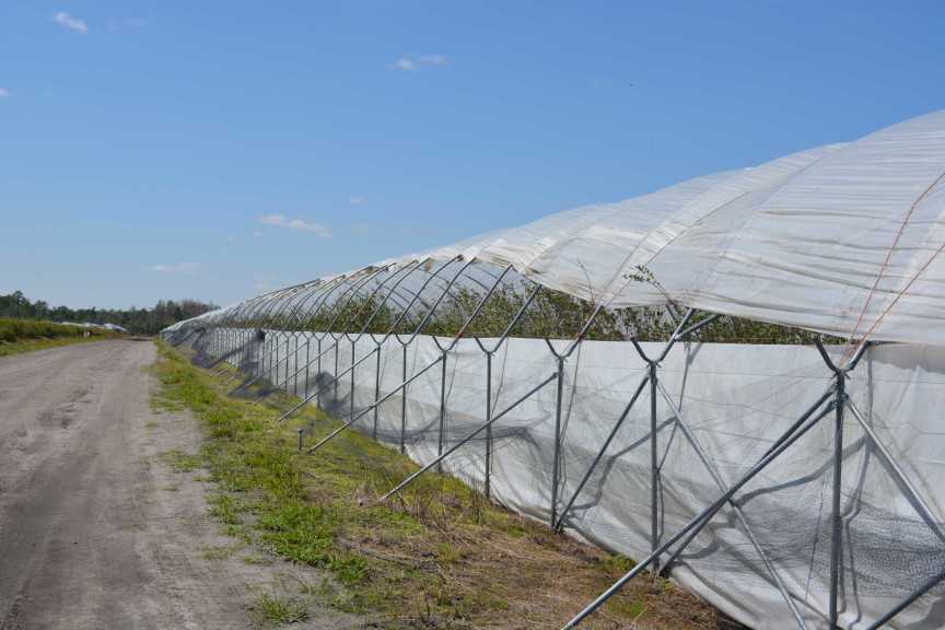 Alto Straughn Blueberry High Tunnels