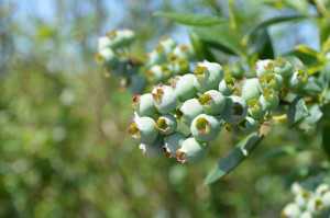 Alto Straughn Blueberry