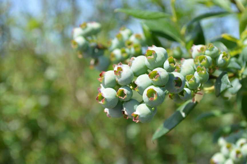 Alto Straughn Blueberry