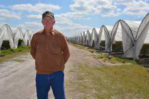 Alto Straughn Blueberry High Tunnels