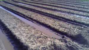 How to Deal With the Consequences of Too Much Rainfall in Your Vegetable Fields
