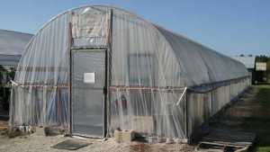 What To Consider When Growing High Tunnel Sweet Cherries