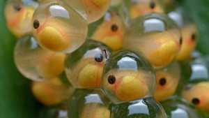 Researchers Use Frog Eggs To Determine Cause Of Powdery Mildew In Grapevines