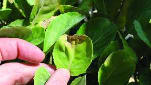 Understanding Black Rot In Cole Crops