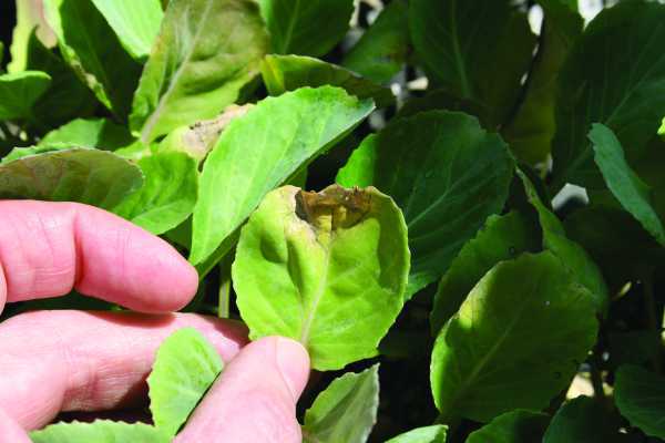 Understanding Black Rot In Cole Crops