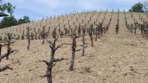 How To Dry Farm Winegrapes