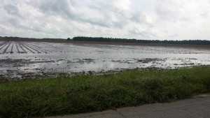 Flood-Weary Florida Panhandle Farmers Assessing Damage