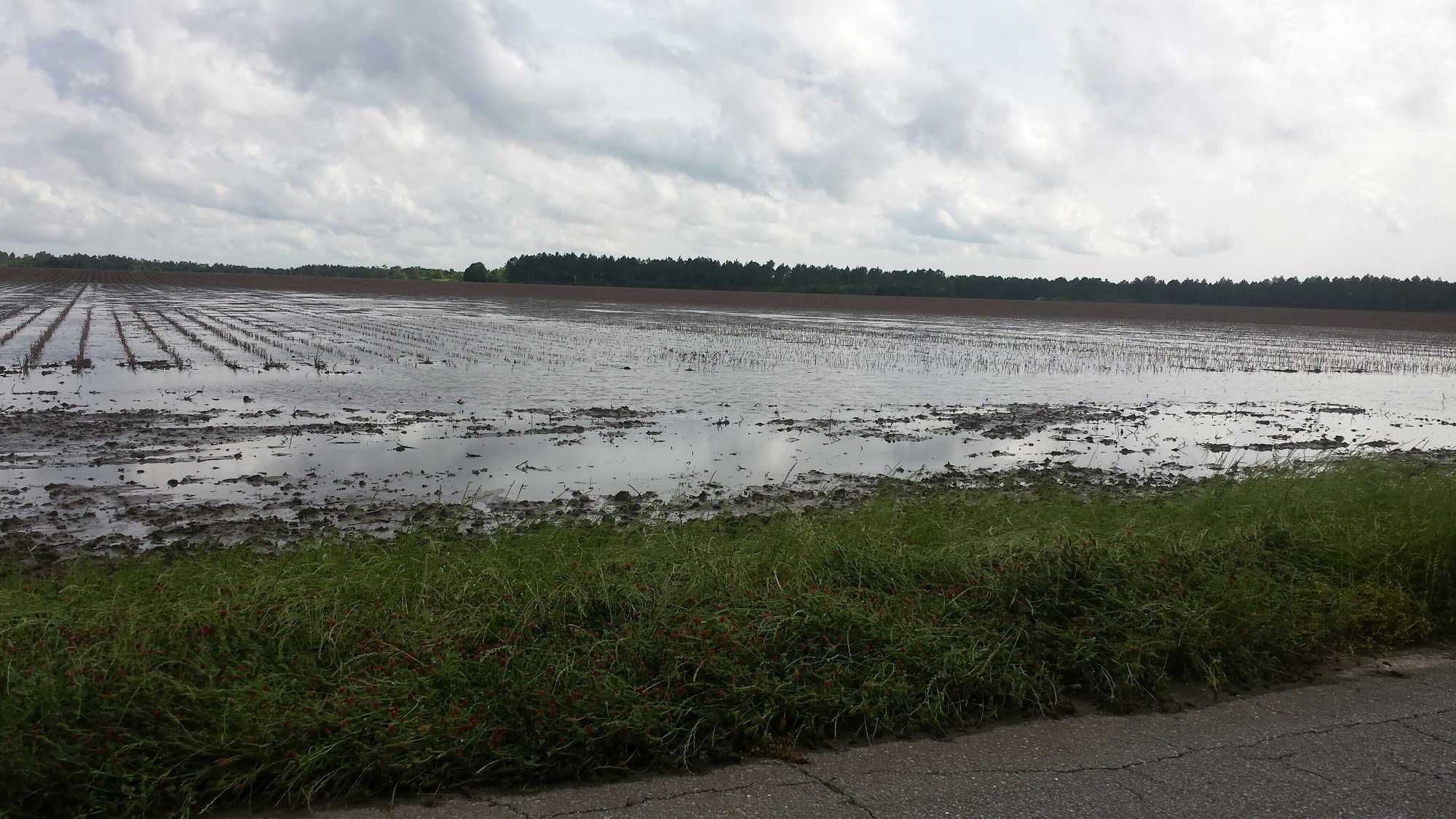 Flood-Weary Florida Panhandle Farmers Assessing Damage