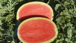 Seminis Showcases Four Vegetable Varieties