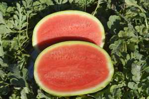 SV0241WA