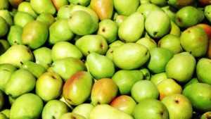 2015 Fresh Pear Crop Estimate Released