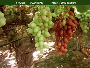 ProTone on Grapes Aug. 11