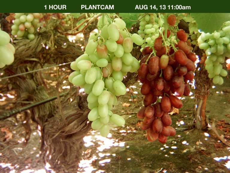 ProTone On Grapes Aug. 14