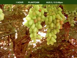 ProTone On Grapes Aug. 5