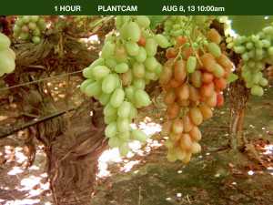 ProTone On Grapes Aug. 8