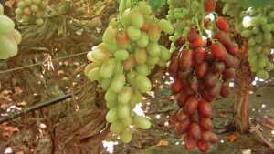 Paint Your Grapes With This Effective Plant Growth Regulator [Slideshow]