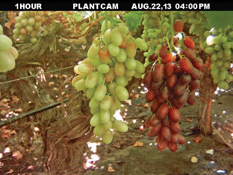 ProTone On Grapes Aug. 22