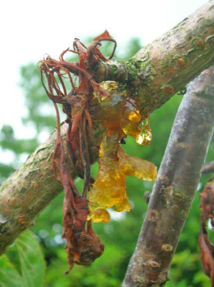 Bacterial Canker: Symptoms Branches