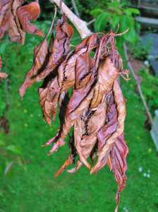 Bacterial Canker: Leaf Symptoms