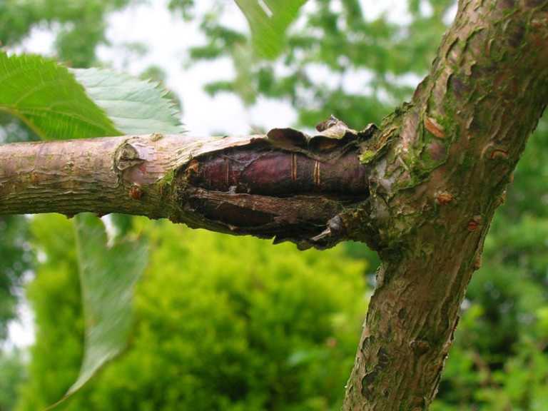 Bacterial Canker