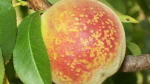 Tips To Identify Bacterial Diseases On Stone Fruit [Slideshow]