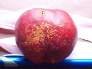 Bacterial Spot: Late Season Symptoms