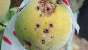 Copper Injury And Bacterial Spot Are Easily Confused