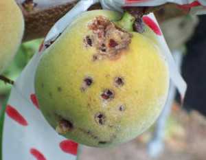 Bacterial Spot: Early Season Symptoms
