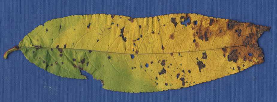 Bacterial Spot: Leaf Symptoms
