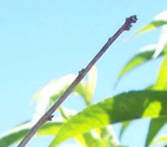 Bacterial Spot: Twig Symptoms