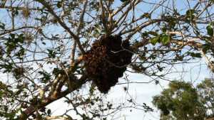 Please Mind Your Bees And Qs [Opinion]
