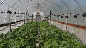 Crop Production High Tunnel iBook Now Available