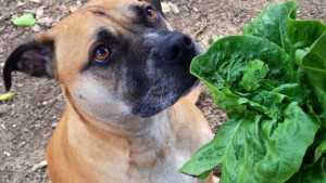 Dogs Sniff Out Food-borne Pathogens