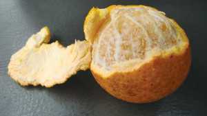 Experimental Citrus Scion Selection Program Poised For Progress