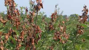EPA OKs New Bacteria Eaters for Fire Blight and Citrus Canker