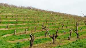 Don’t Lose Sight of the Orchard for the Trees