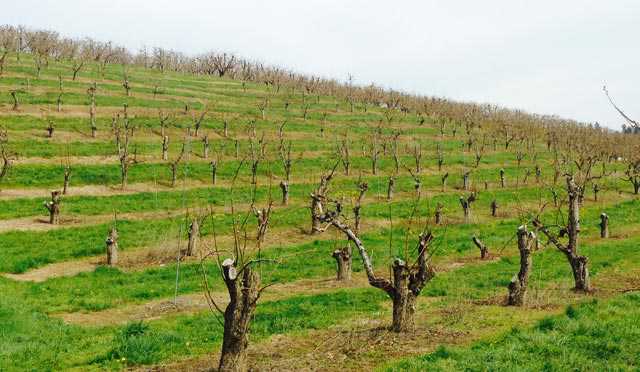 Don’t Lose Sight of the Orchard for the Trees