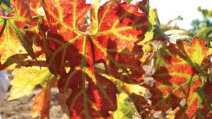 Pay Attention To Grapevine Leafroll Disease