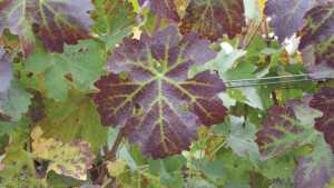 The Economic Impact Of Grapevine Leafroll Disease