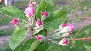 New York Apple Crop Two Weeks Behind Schedule