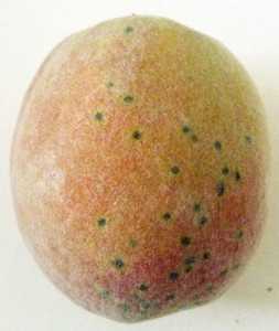 Peach Scab