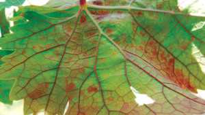 Red Leaf Viruses Update