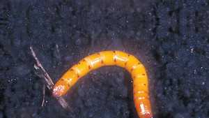 Keep Eyes And Ears Open For Corn Wireworms