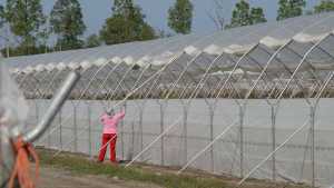 Save Your Greenhouse Structures From Storms